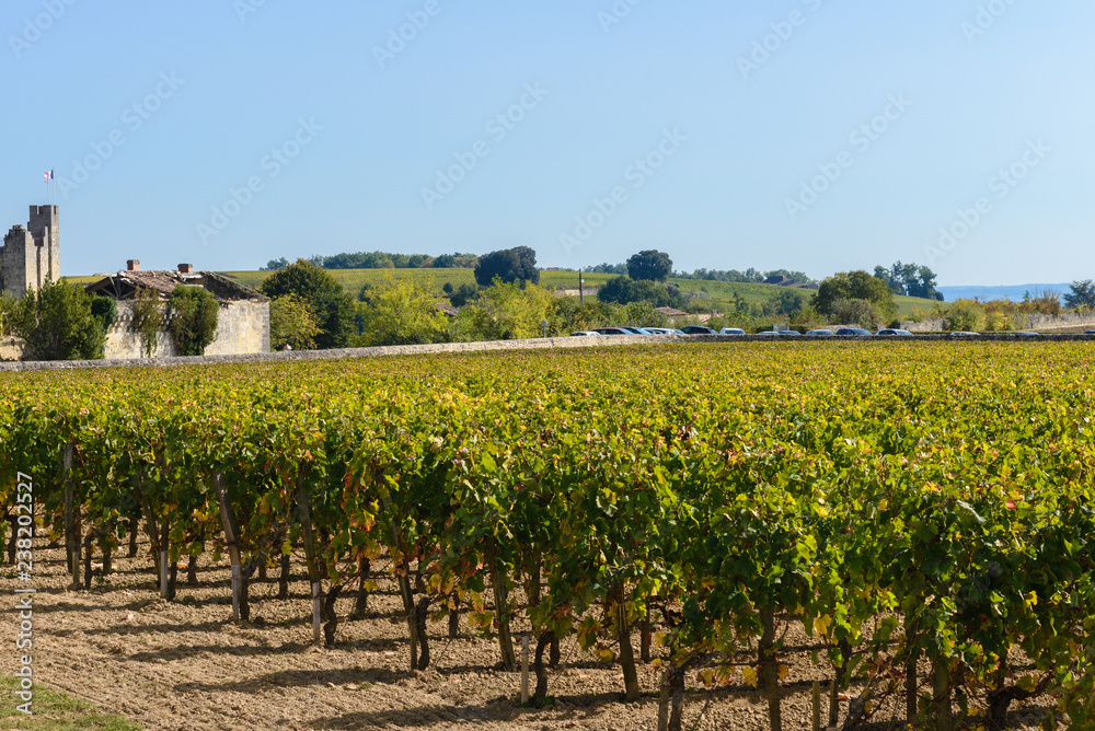 Vineyard at Saint-Emilion village, Aquitaine, France