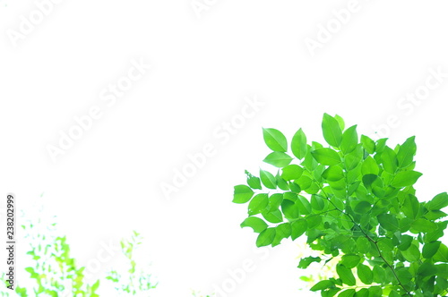 The green leaves on white background in spring season at natural park have colourful of tree for relax in my life.