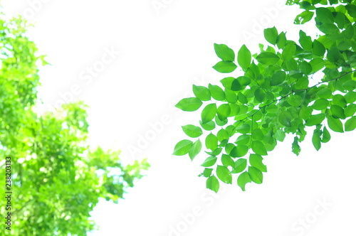 The green leaves on white background in spring season at natural park have colourful of tree for relax in my life.