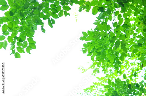 The green leaves on white background in spring season at natural park have colourful of tree for relax in my life.