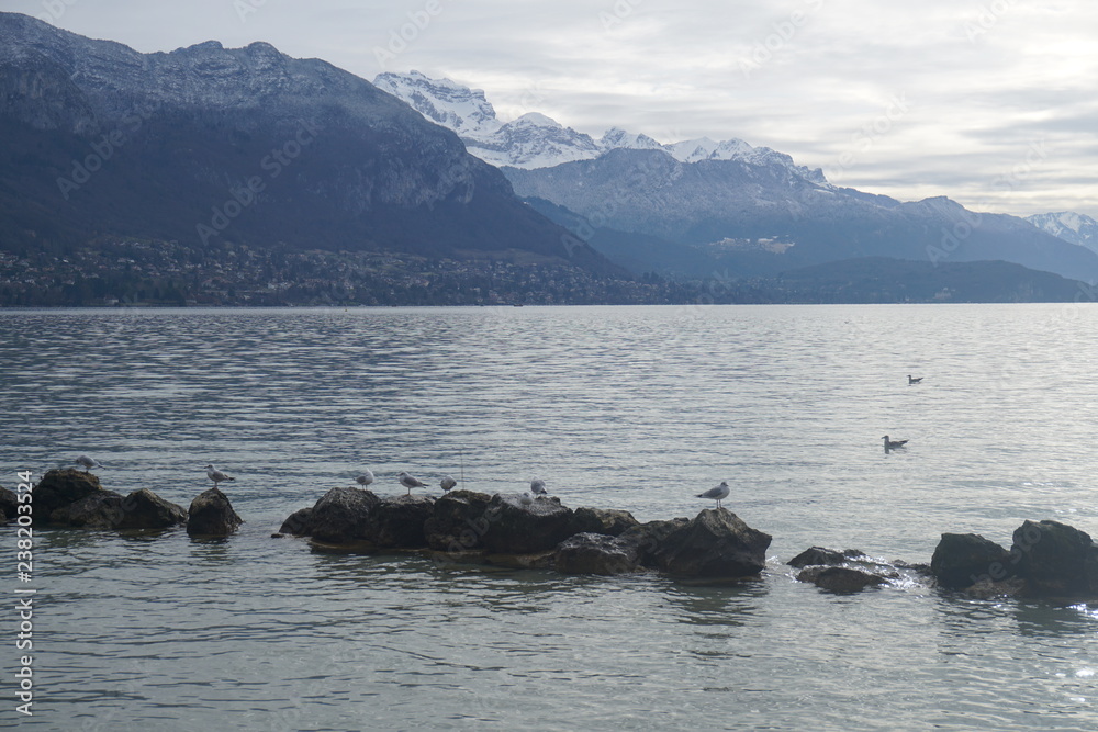 Fototapeta premium Oiseaux sur le lac d'Annecy