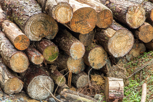 Logs or logs of pines cut and stacked on the ground  Alto Cedros  Santa Catarina
