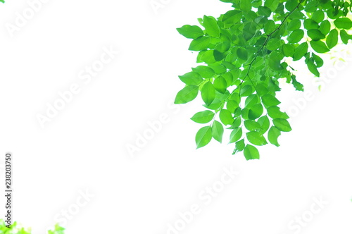 The green leaves on white background in spring season at natural park have colourful of tree for relax in my life.