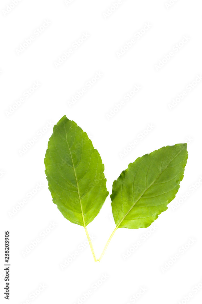 Fototapeta premium Holy basil Close up