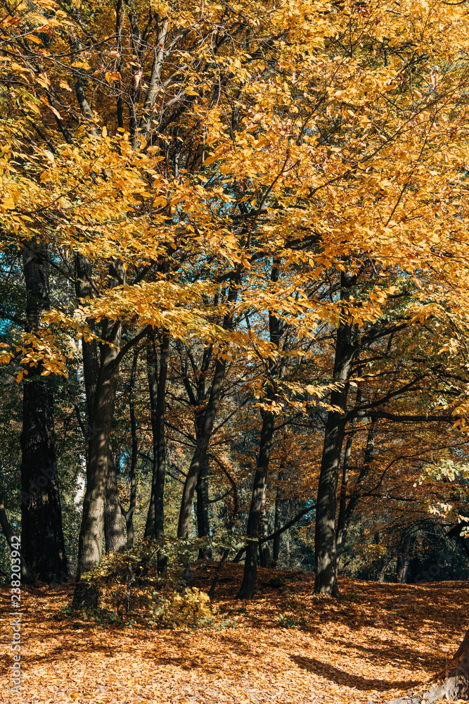 Fototapeta premium Sunlight through tree twigs in golden forest