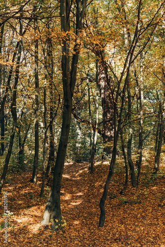 Golden fallen leaves near trees in forest