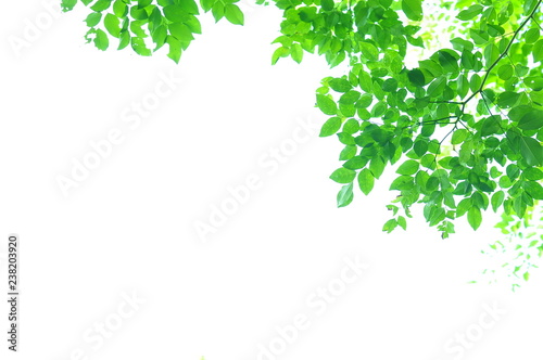 The green leaves on white background in spring season at natural park have colourful of tree for relax in my life.
