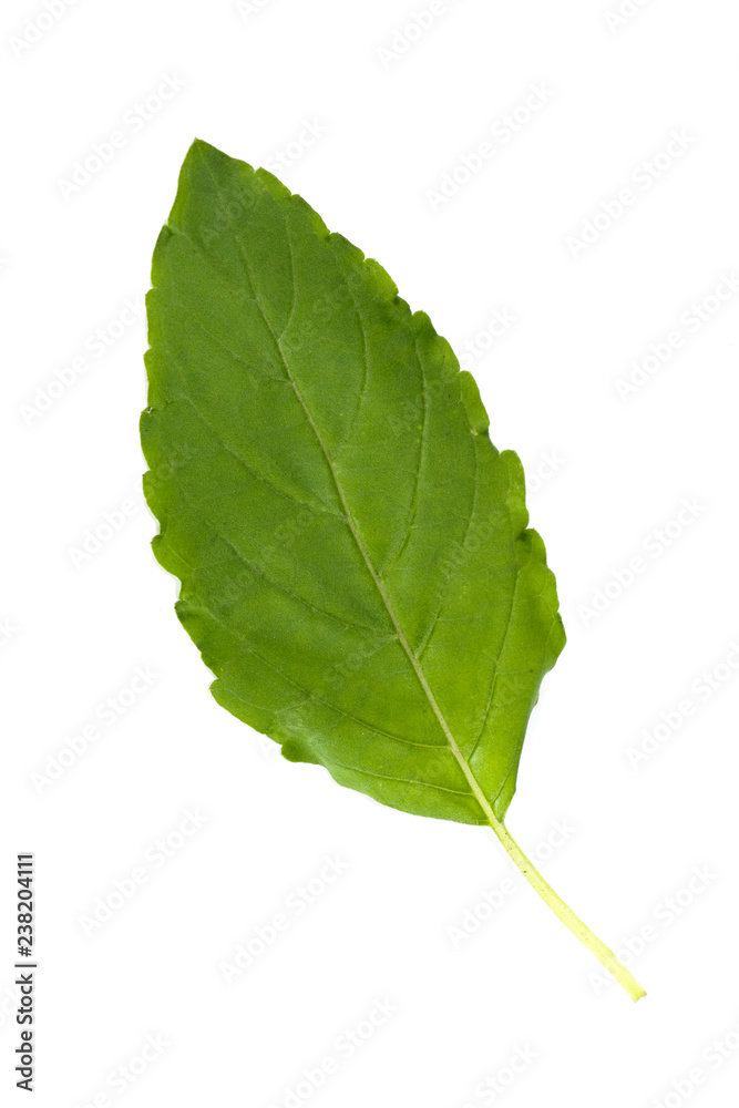 Fototapeta premium Holy basil Close up