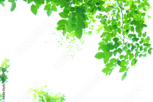 The green leaves on white background in spring season at natural park have colourful of tree for relax in my life.