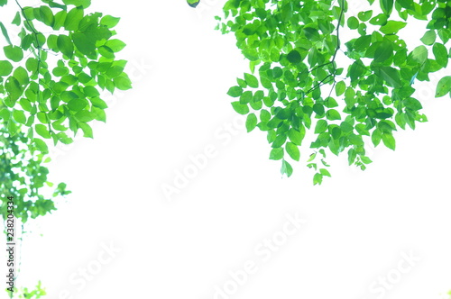 The green leaves on white background in spring season at natural park have colourful of tree for relax in my life.