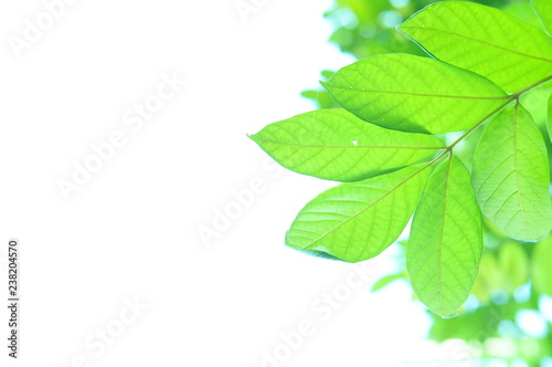 The green leaves on white background in spring season at natural park have colourful of tree for relax in my life.