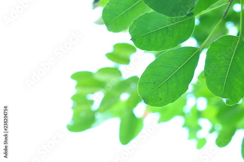 The green leaves on white background in spring season at natural park have colourful of tree for relax in my life.