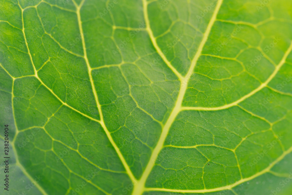 Close up Chinese Kale planted in garden. Close up Chinese Kale planted in garden.