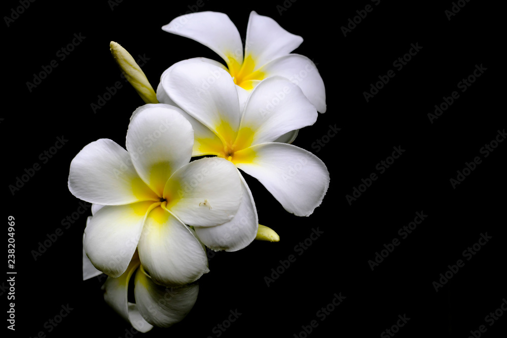 Fototapeta premium White flowers and black background