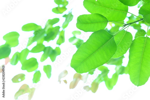 The green leaves on white background in spring season at natural park have colourful of tree for relax in my life.