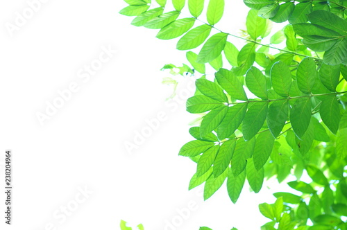 The green leave on white background at my home.