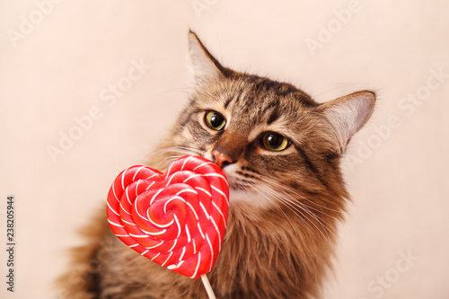 Valentine's day background. Beautiful fluffy cat sniffs a heart-shaped Lollipop on a beige background, close-up. Greeting card.