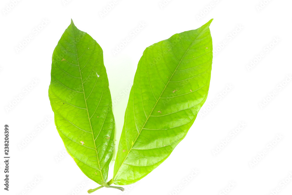 Fototapeta premium Leaf cocoa Close up