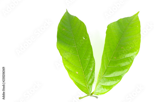 Leaf  cocoa Close up