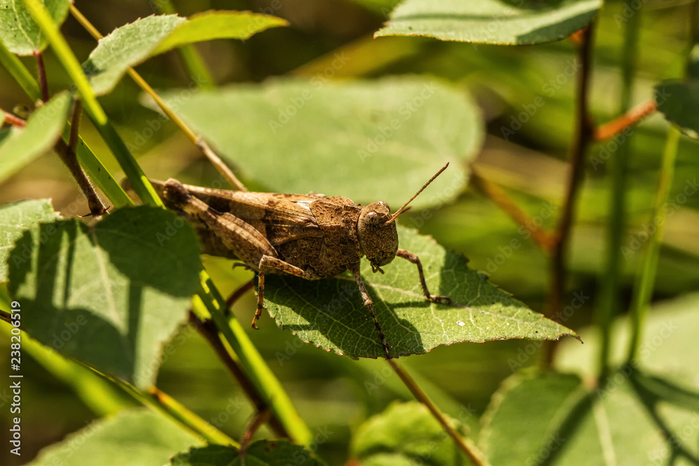 Grasshüpfer Grasshüpfer