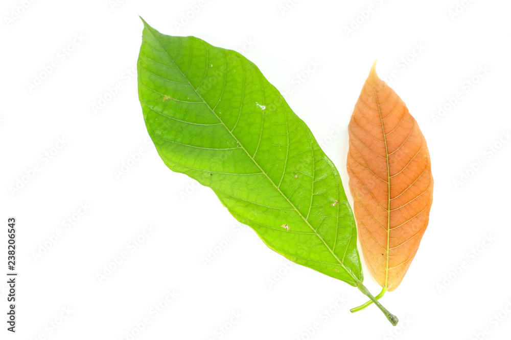 Leaf cocoa Close up Leaf cocoa Close up