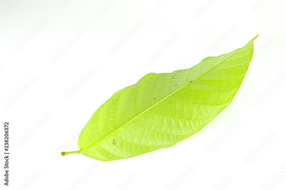 Leaf cocoa Close up Leaf cocoa Close up