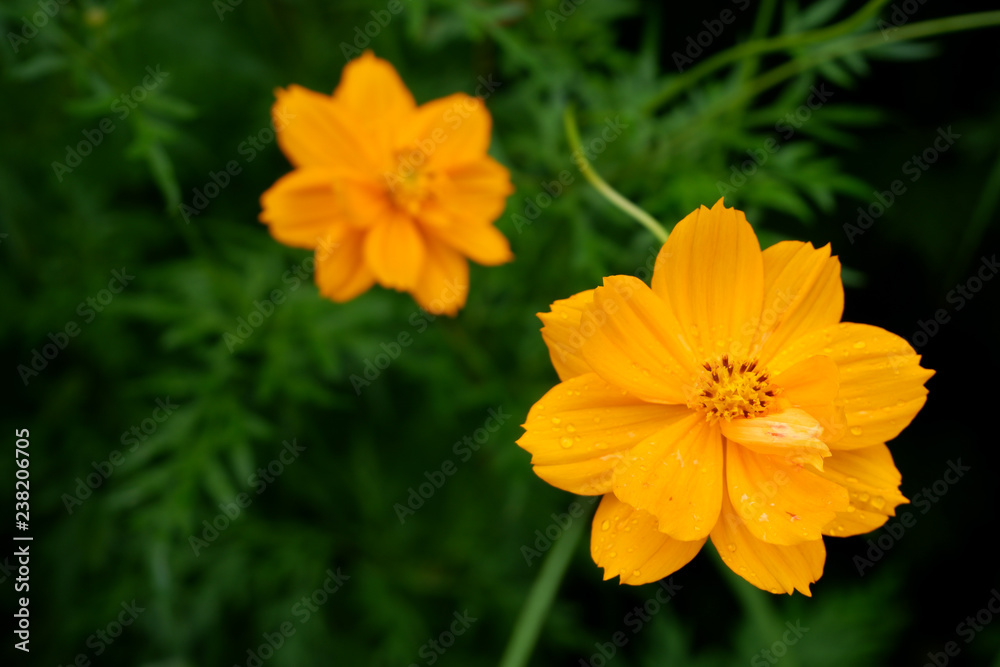 Mexican Aster, Cosmos, Komos (Cosmos bipinnatus Cav.) Beautiful flowers are blooming with bright orange with green leaves. Mexican Aster, Cosmos, Komos (Cosmos bipinnatus Cav.) Beautiful flowers are blooming with bright orange with green leaves.