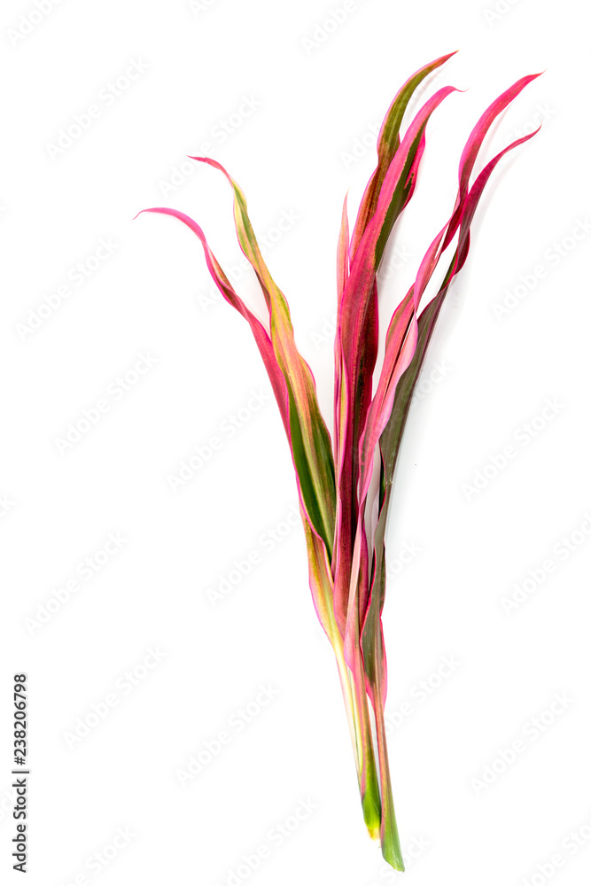 Obraz premium Cordyline Close up
