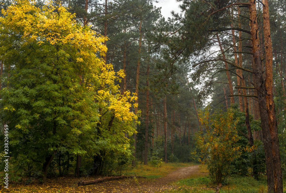 walk in the autumn forest. autumn paintspray leaves. landscape.