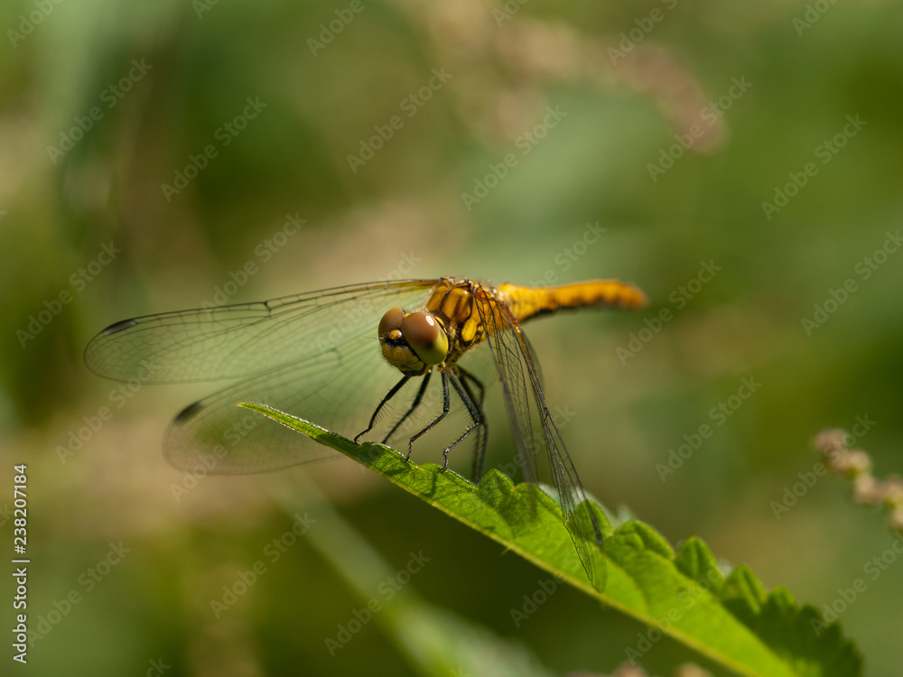 The red-veined darter (Sympetrum fonscolombii) on a green leaf The red-veined darter (Sympetrum fonscolombii) on a green leaf