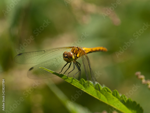 The red-veined darter (Sympetrum fonscolombii) on a green leaf