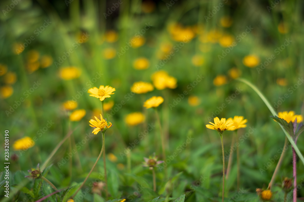 Climbing wedelia or Creeping daisy is yellow flower alone in green leaves background, The name in Thailand is the Gra-dum Thong Leuay.