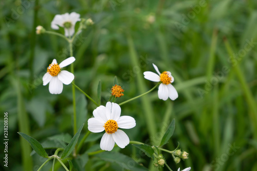 Small white flowers with yellow stamens bloom with green leaves as background.