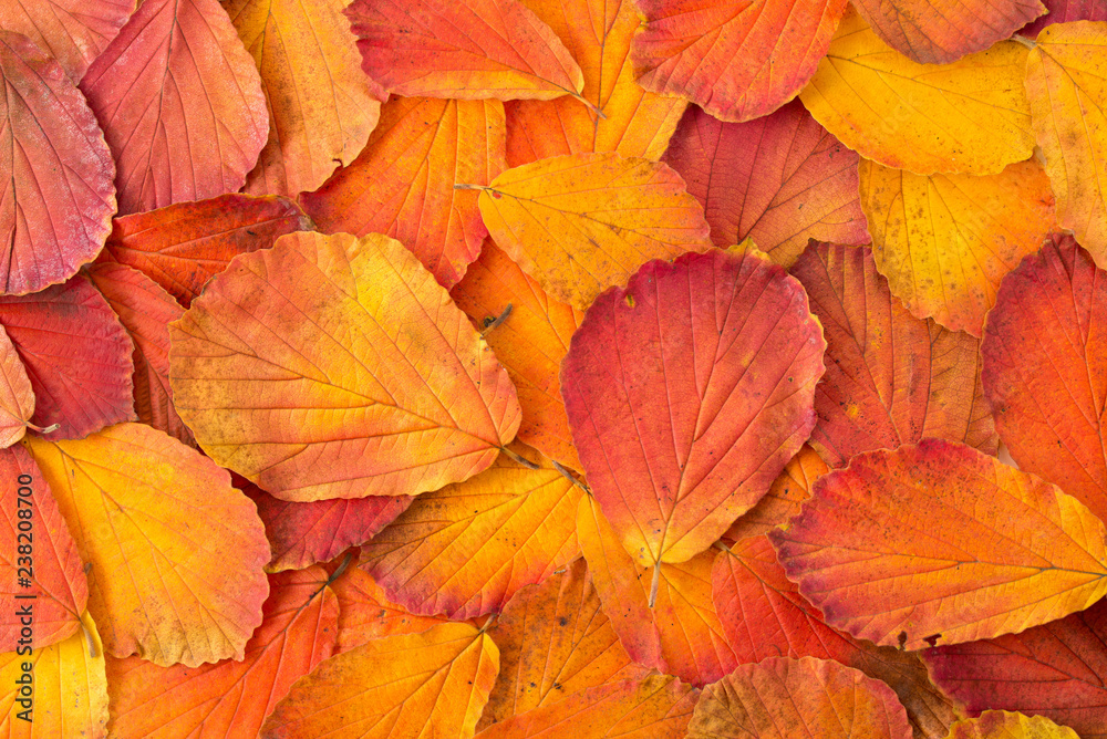 Herbstblätter Herbstblätter