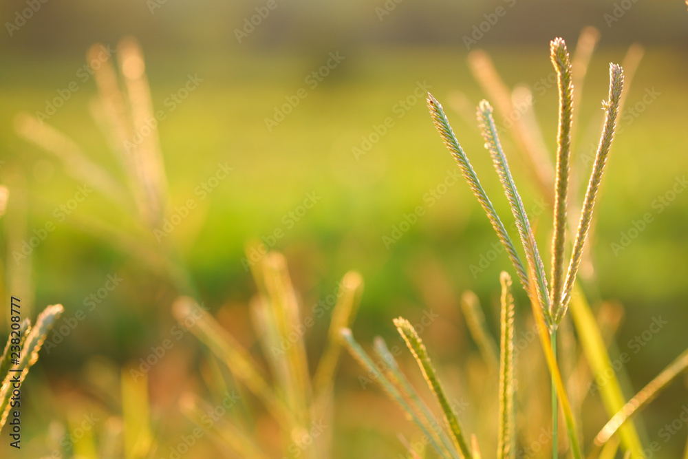 Finger grass (Digitaria adscendens) with blurry green grass and sunlight background. Finger grass (Digitaria adscendens) with blurry green grass and sunlight background.
