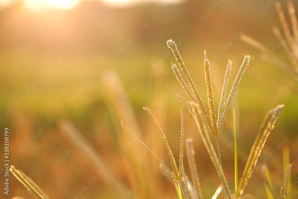 Finger grass (Digitaria adscendens) with blurry green grass and sunlight background. Finger grass (Digitaria adscendens) with blurry green grass and sunlight background.