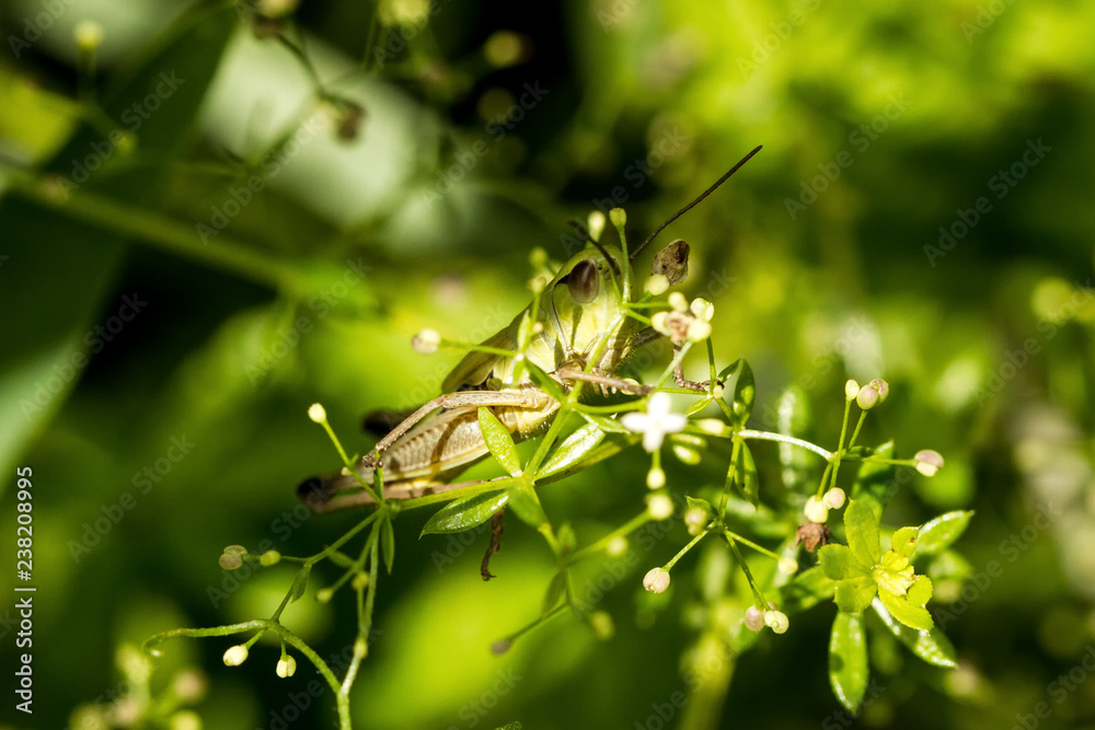 Grasshüpfer Grasshüpfer