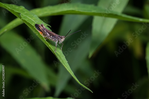 Grasshüpfer