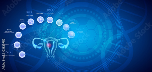 Female reproductive organs uterus and ovaries ovulation, fertilization by male sperm and cell development till blastocyst implantation. 