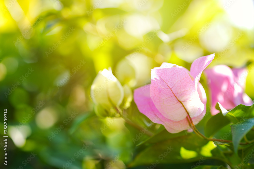 Obraz premium Close up pink bougainvillea flowers or Fuengfah bouquet is a beautiful bush in the garden.