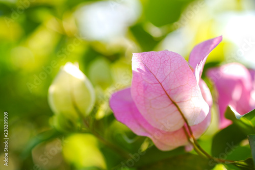 Close up pink bougainvillea flowers or Fuengfah blooms in soft color and blur style for background. photo