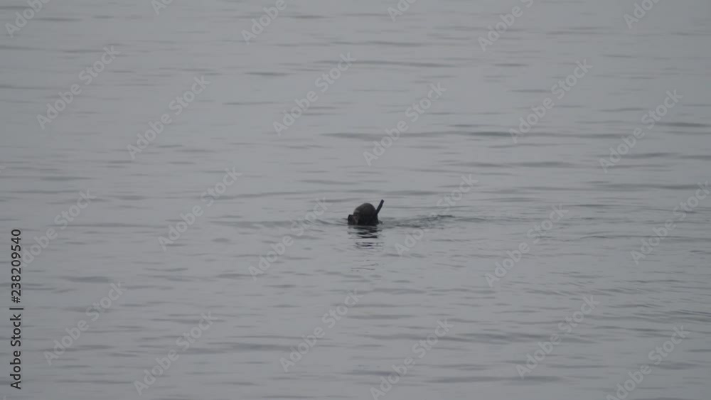 man in a diving suit dives into the sea man in a diving suit dives into the sea