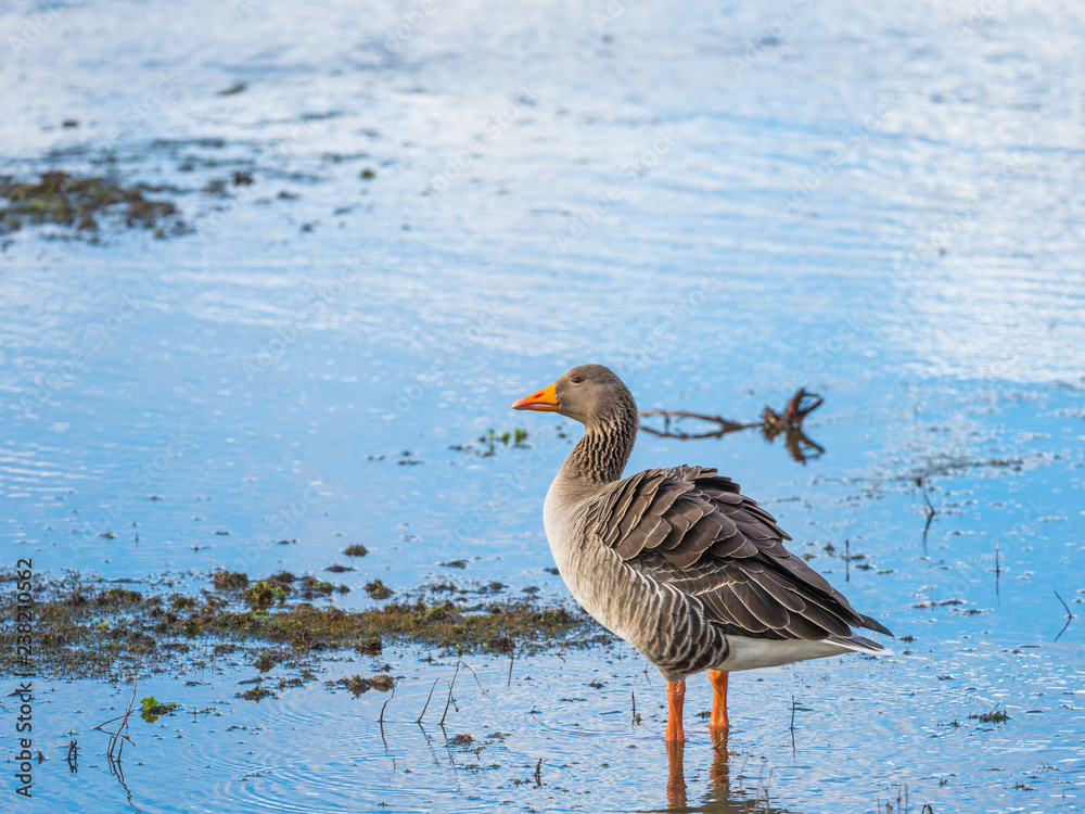 Greylag Goose (Anser anser) standing in Water Greylag Goose (Anser anser) standing in Water
