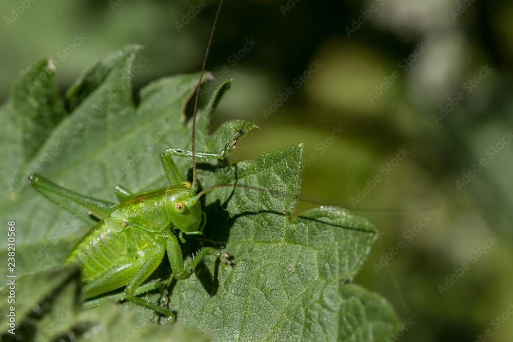 Grasshüpfer Grasshüpfer