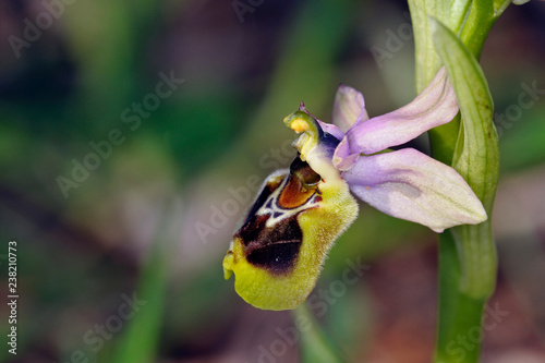 Ophrys tenthredinifera, Crete