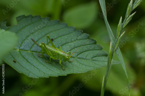 Grasshüpfer