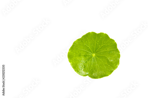 Gotu kola Close up