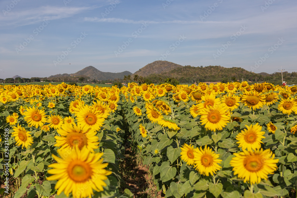 Obraz premium Sunflower field landscape.