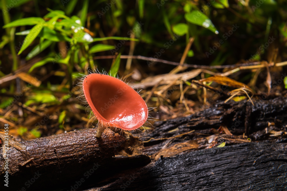Fungi cup mushroom or Champagne mushroom on timber Fungi cup mushroom or Champagne mushroom on timber