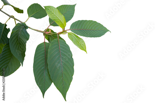 Mitragyna or Kratom leaves on tree isolated